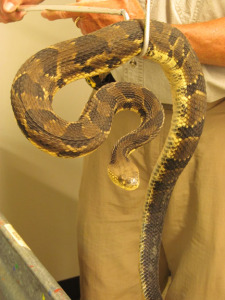 Male timber rattlesnake found in late June at Black Mountain Point on the east side of Lake George. It’s an average size male, some 900 grams (about 2 pounds), said research biologist/herpetologist Dr. Bill Brown of Fort Ann. It has a light yellow underside, with alternating lighter and darker brown bands on its back. Some members of the species are mostly black, with a gray belly. Dr. Brown marks the snake for research purposes and releases it into its home territory. 