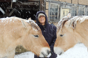 Bernice Ende with her Norwegian Fjord horses Essie Pearl (left) and Montana Spirit in the Fort Edward corral where they will rest for the winter before completing a journey across North America.  Chronicle photo/Gordon Woodworth