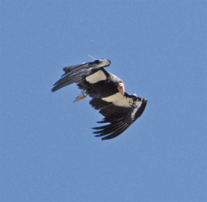 The condor’s wingspan is a massive nine-and-a-half feet. The California Condor is rare but is making a comeback. Photo/William Gruenbaum