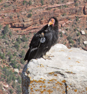 Not the most beautiful bird. The bald head makes it easier for the condor to clean off after dining on animal carcasses. Fragments of ammunition in animals that have been shot make lead poisoning a serious peril for condors. Photo/William Gruenbaum