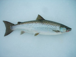 Landlocked salmon are making a comeback in Lake George. 