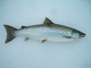 Landlocked salmon are making a comeback in Lake George.