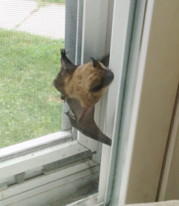 Elyssa Carson of Glens Falls photographed this Big Brown Bat in her Center Street home. “He definitely wasn’t happy to be in there and hissed a lot at us through the window,” she said. They removed the outside screen and the bat flew away. Photo provided