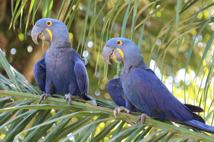 Hyacinth Macaws, the world’s largest parrot, are rare in the wild because of the caged bird trade and habitat destruction.