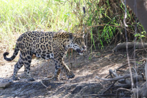 Jaguars are the third largest big cat, behind tigers and lions.  