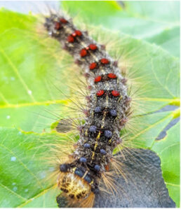 Province to spray for spongy moths in Campbell River this spring