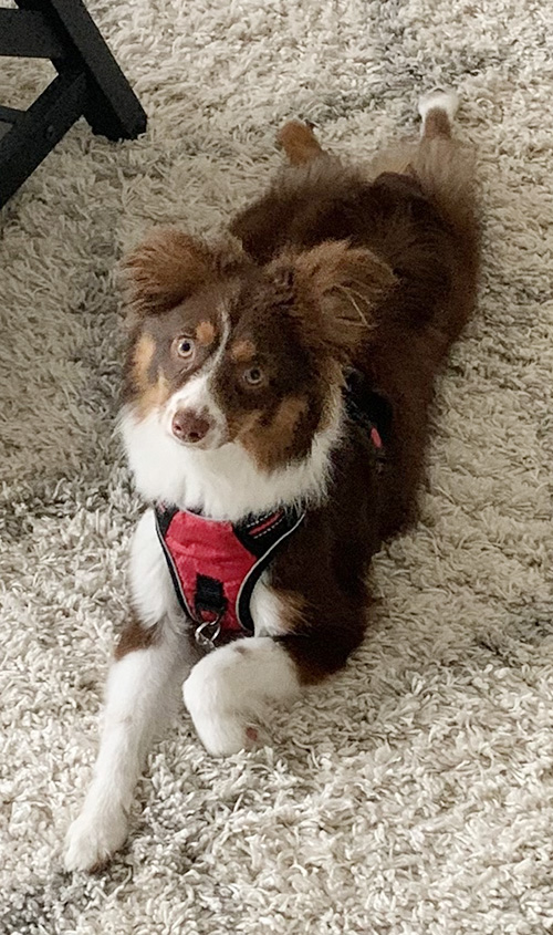 Vacationers’ lost dog in Glens Falls Glens Falls Chronicle